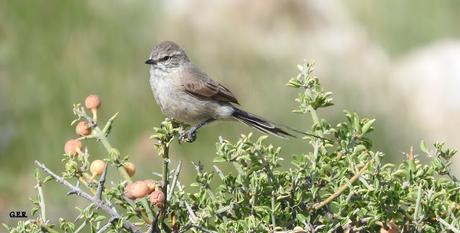 Coludito cola negra (Leptasthenura aegithaloides)