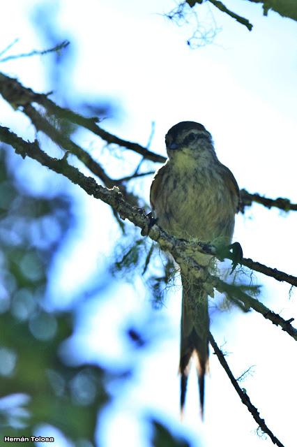 Coludito cola negra (Leptasthenura aegithaloides)