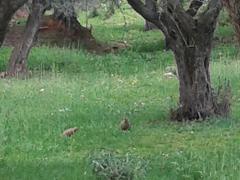 Las aves de la Sierra Norte están en huevos