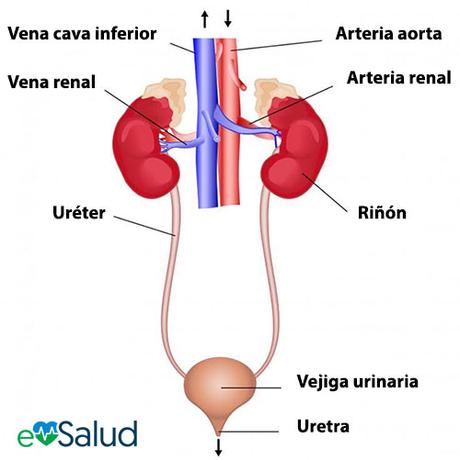Partes del sistema excretor