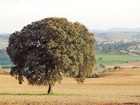 Camino de los Bandoleros a Guadalupe: Las Tablillas de Azután y el Paraje de los Castillos