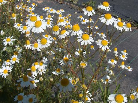 #ActivosCosmeticos: BISABOLOL, el activo que parece químico, pero no lo es