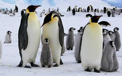 Familia de pingüinos emperador