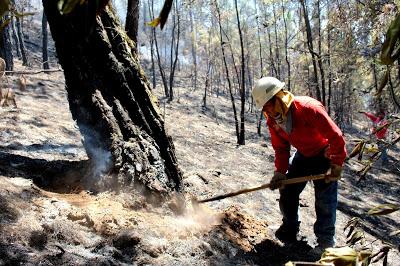 DISMINUYE NÚMERO DE INCENDIOS FORESTALES Y SUPERFICIE AFECTADA EN EDOMÉX