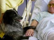 Estudio muestra perros sienten dolor personas buscan aliviarlo