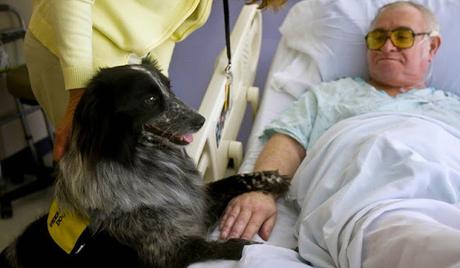 Estudio muestra que los perros sienten el dolor de las personas y buscan aliviarlo