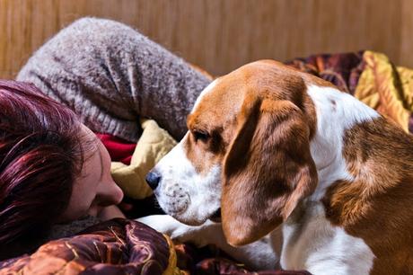 Estudio muestra que los perros sienten el dolor de las personas y buscan aliviarlo