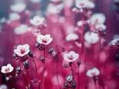 Todas flores corazón