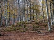 dolmen bosque