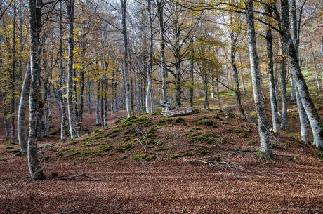 El dolmen del bosque