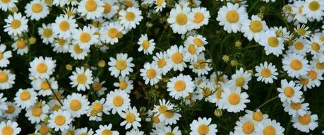 Remedios caseros para la sinusitis