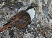 Picolezna Alerces