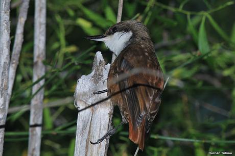 Picolezna de Los Alerces