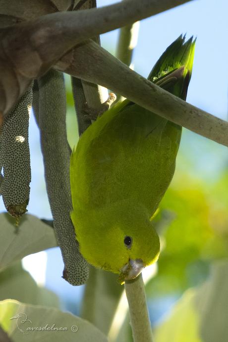 Catita enana (Blue-winged Parrotlet) Forpus xanthopterygius