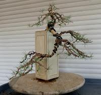 Retirando los alambres (Junípero , Cedro y Cipres) Retirando los alambres (Junípero , Cedro y Cipres)