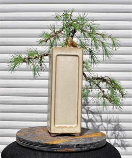 Retirando los alambres (Junípero , Cedro y Cipres) Retirando los alambres (Junípero , Cedro y Cipres)