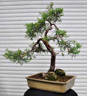 Retirando los alambres (Junípero , Cedro y Cipres) Retirando los alambres (Junípero , Cedro y Cipres)