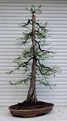 Retirando los alambres (Junípero , Cedro y Cipres) Retirando los alambres (Junípero , Cedro y Cipres)