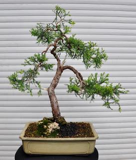 Retirando los alambres (Junípero , Cedro y Cipres) Retirando los alambres (Junípero , Cedro y Cipres)