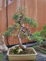 Retirando los alambres (Junípero , Cedro y Cipres) Retirando los alambres (Junípero , Cedro y Cipres)