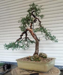 Retirando los alambres (Junípero , Cedro y Cipres) Retirando los alambres (Junípero , Cedro y Cipres)