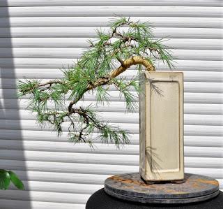 Retirando los alambres (Junípero , Cedro y Cipres) Retirando los alambres (Junípero , Cedro y Cipres)