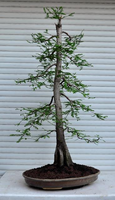 Retirando los alambres (Junípero , Cedro y Cipres) Retirando los alambres (Junípero , Cedro y Cipres)