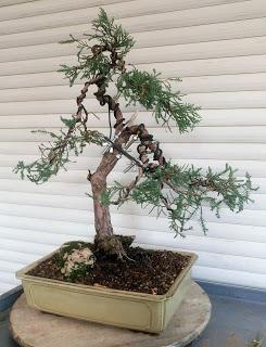 Retirando los alambres (Junípero , Cedro y Cipres) Retirando los alambres (Junípero , Cedro y Cipres)