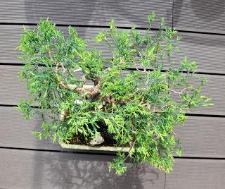 Retirando los alambres (Junípero , Cedro y Cipres) Retirando los alambres (Junípero , Cedro y Cipres)