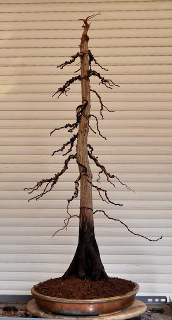 Retirando los alambres (Junípero , Cedro y Cipres) Retirando los alambres (Junípero , Cedro y Cipres)