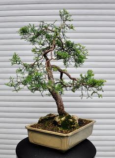 Retirando los alambres (Junípero , Cedro y Cipres) Retirando los alambres (Junípero , Cedro y Cipres)