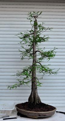 Retirando los alambres (Junípero , Cedro y Cipres) Retirando los alambres (Junípero , Cedro y Cipres)