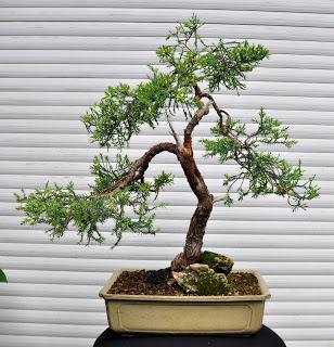 Retirando los alambres (Junípero , Cedro y Cipres) Retirando los alambres (Junípero , Cedro y Cipres)