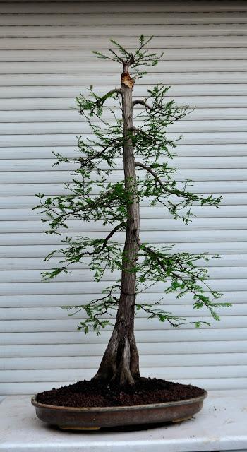 Retirando los alambres (Junípero , Cedro y Cipres) Retirando los alambres (Junípero , Cedro y Cipres)