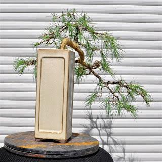 Retirando los alambres (Junípero , Cedro y Cipres) Retirando los alambres (Junípero , Cedro y Cipres)