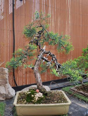 Retirando los alambres (Junípero , Cedro y Cipres) Retirando los alambres (Junípero , Cedro y Cipres)