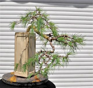 Retirando los alambres (Junípero , Cedro y Cipres) Retirando los alambres (Junípero , Cedro y Cipres)