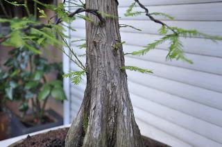 Retirando los alambres (Junípero , Cedro y Cipres) Retirando los alambres (Junípero , Cedro y Cipres)