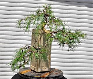 Retirando los alambres (Junípero , Cedro y Cipres) Retirando los alambres (Junípero , Cedro y Cipres)