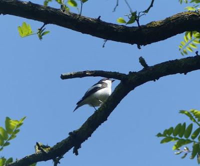 Una especie, dos rutas.