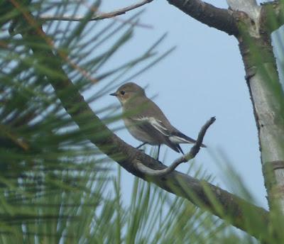 Una especie, dos rutas.