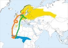 Una especie, dos rutas. Una especie, dos rutas.