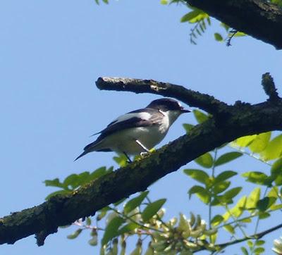 Una especie, dos rutas. Una especie, dos rutas.