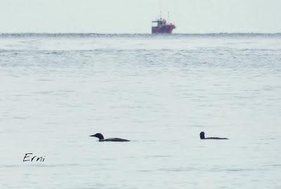 EN LA BAHÍA DE LAREDO/SANTOÑA