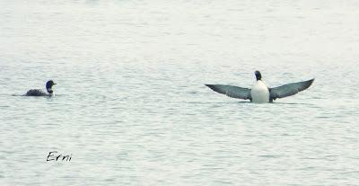 EN LA BAHÍA DE LAREDO/SANTOÑA