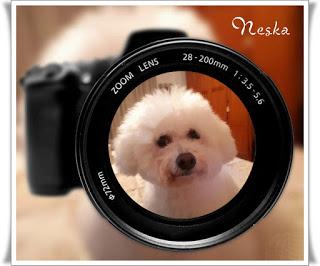 CARPETA EN CARTONAJE PARA NESKA