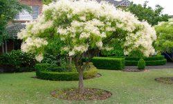 Orno como Planta Medicinal