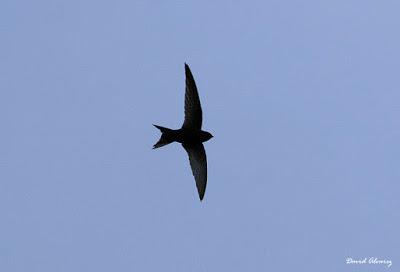 Han vuelto los vencejos Han vuelto los vencejos