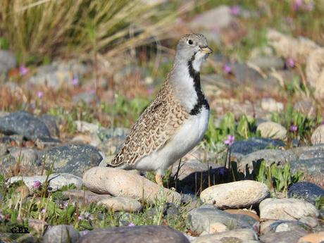 Agachona chica (Thinocorus rumicivorus)