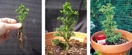 Cómo Hacer crecer tu Propio Bonsai a partir de una Semilla